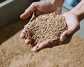 Barley Grain